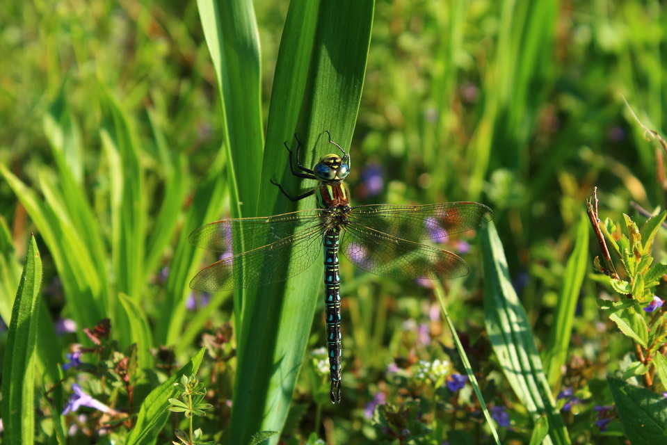 Brachytron pratense - szőrös karcsúacsa