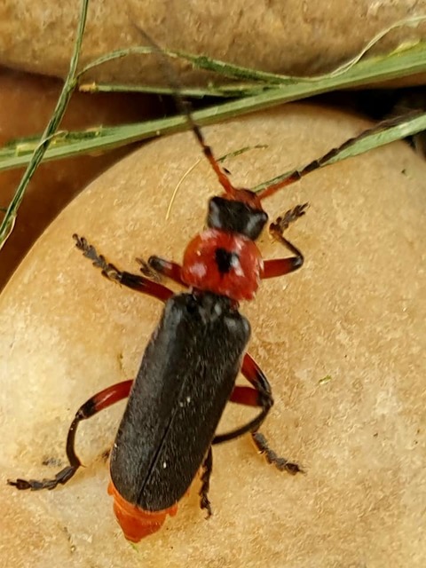 Cantharis rustica - suszterbogár
