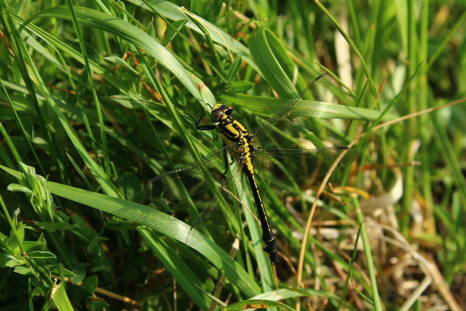 Gomphus vulgatissimus - feketelábú folyami-szitakötő