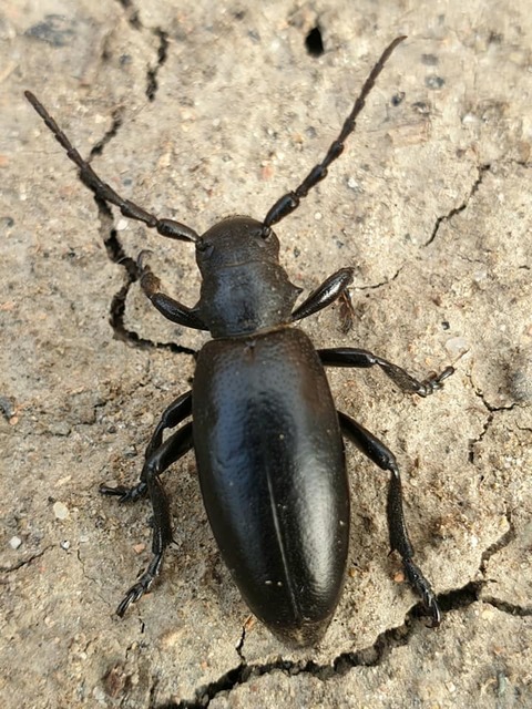 Dorcadion aethiops - fekete gyalogcincér
