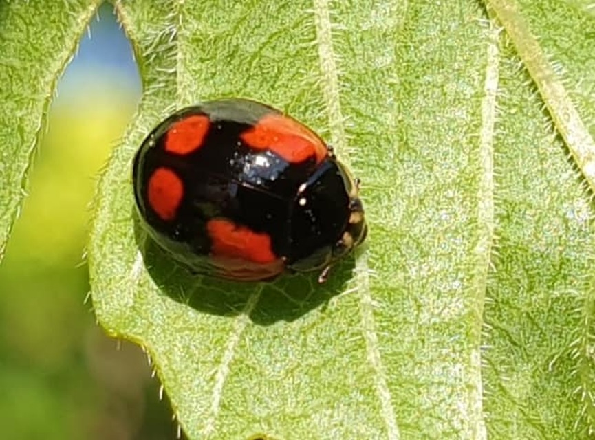 Adalia bipunctata - kétpettyes katica