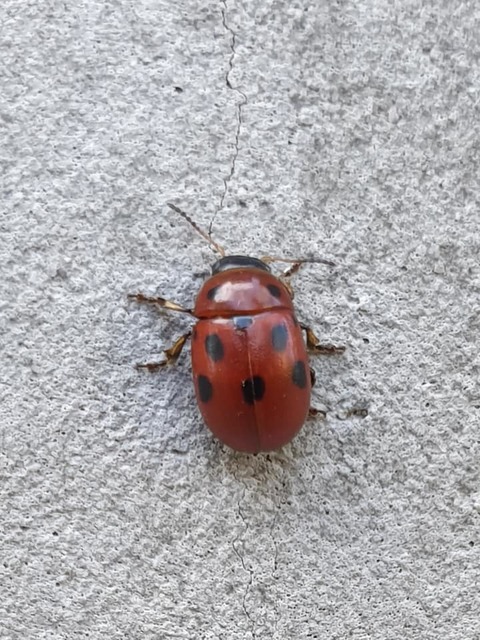 Gonioctena fornicata - közönséges lucernabogár