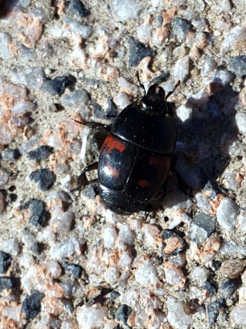 Hister quadrimaculatus - közönséges sutabogár
