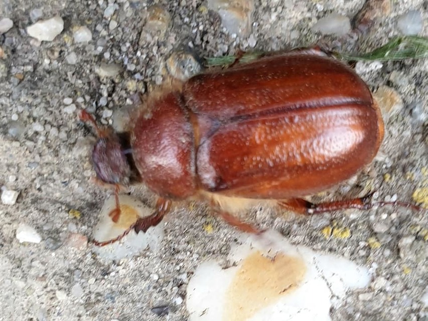 Holochelus aequinoctialis - tavaszeleji cserebogár