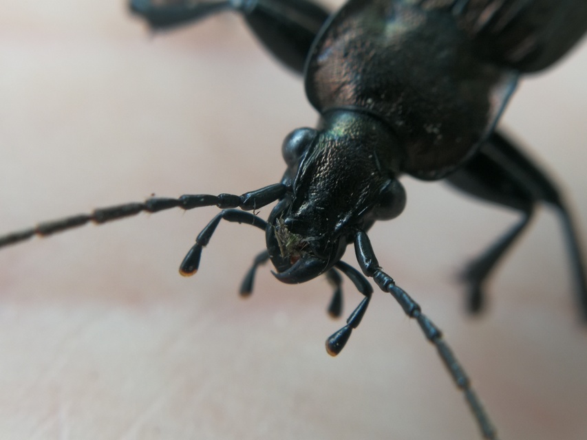 Carabus granulatus - mezei futrinka