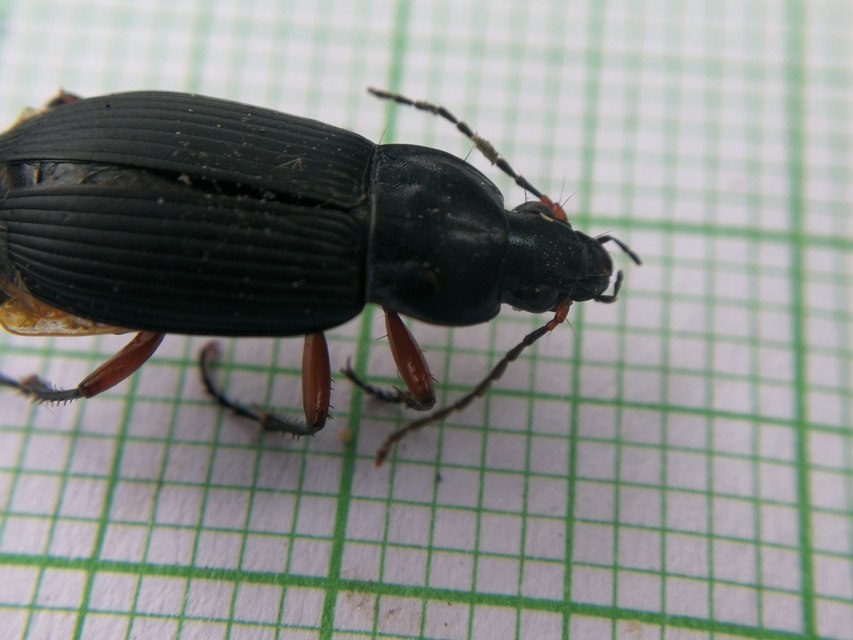 Poecilus cupreus - rezes gyászfutó