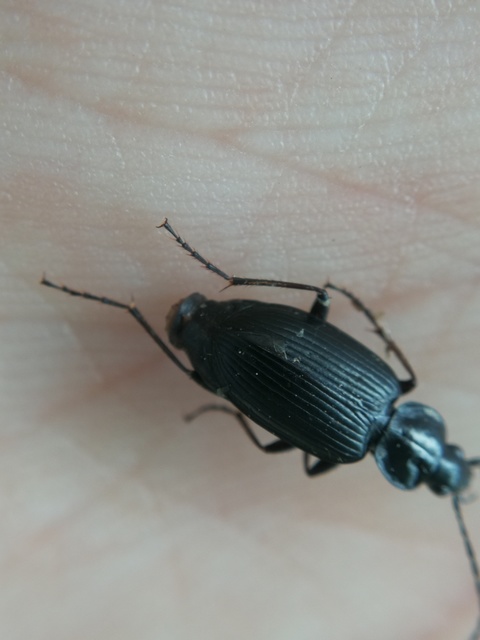 Agonum permoestum - nyurga kisfutó Agonum permoestum - nyurga kisfutó