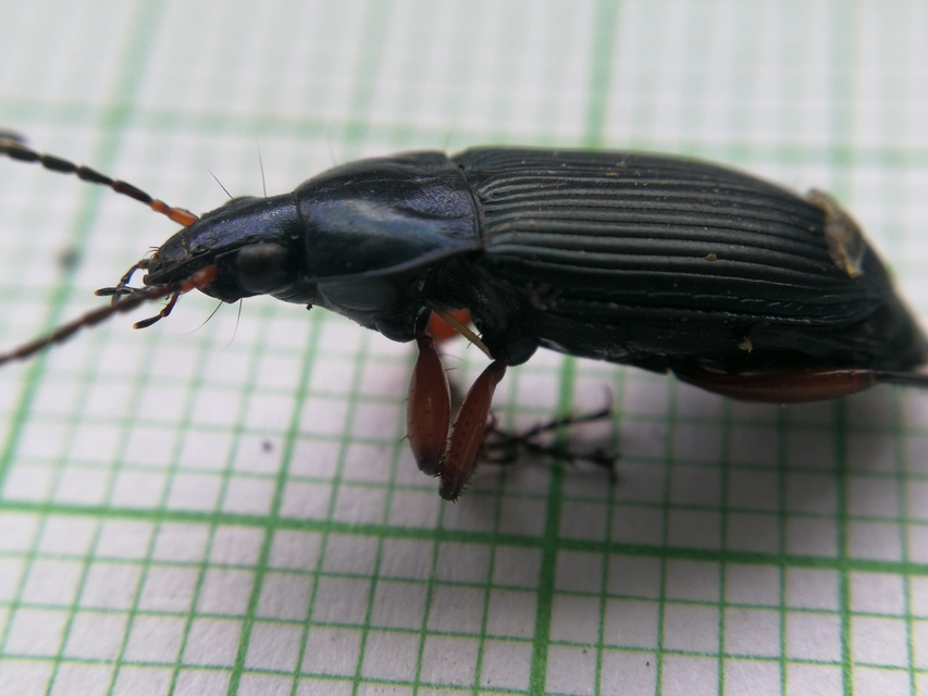 Poecilus cupreus - rezes gyászfutó