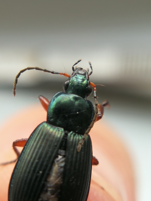 Poecilus cupreus - rezes gyászfutó