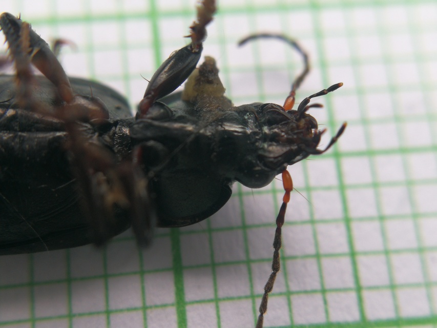 Poecilus cupreus - rezes gyászfutó