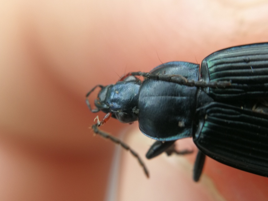 Poecilus cupreus - rezes gyászfutó