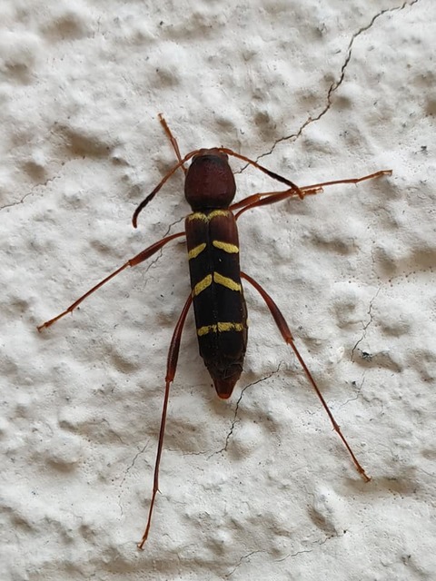 Neoclytus acuminatus - amerikai darázscincér