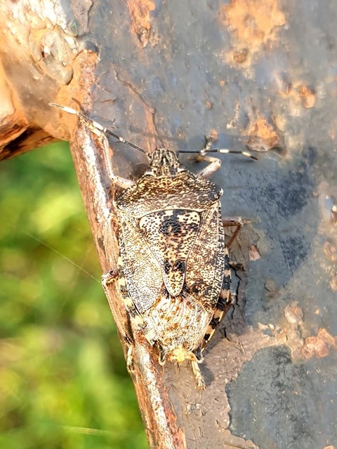 Rhaphigaster nebulosa - bencepoloska