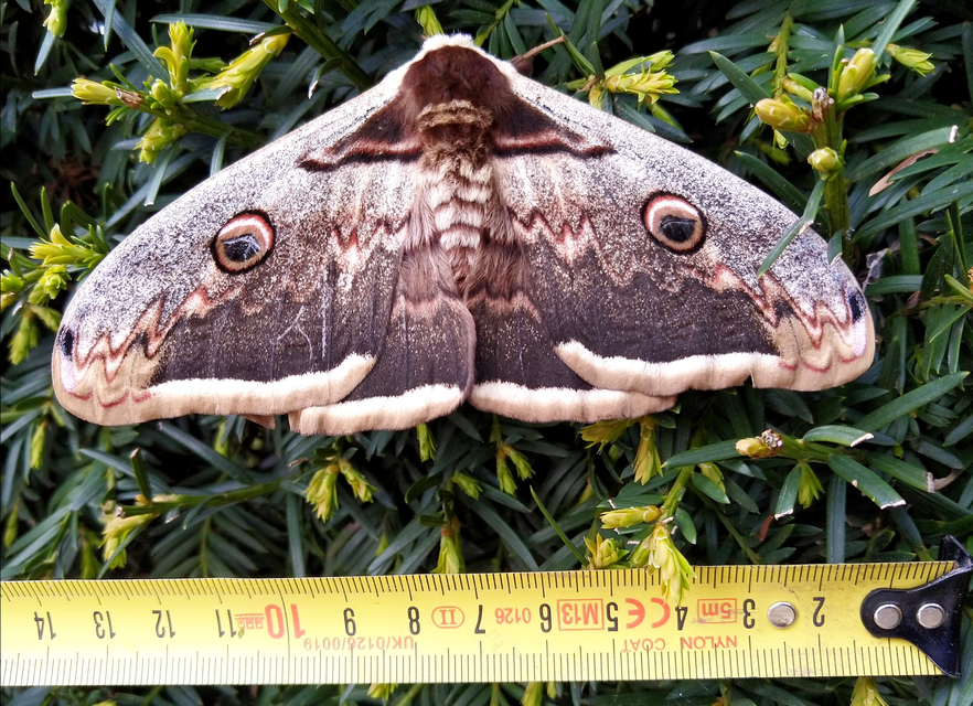 Saturnia pyri - nagy pávaszem