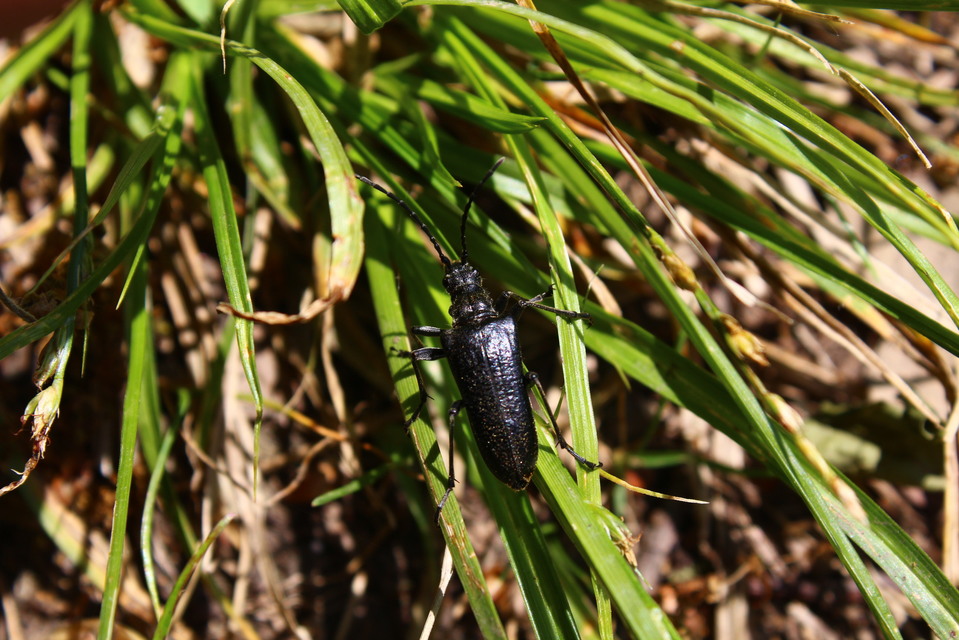 Stenocorus quercus - tölgy-gyökércincér