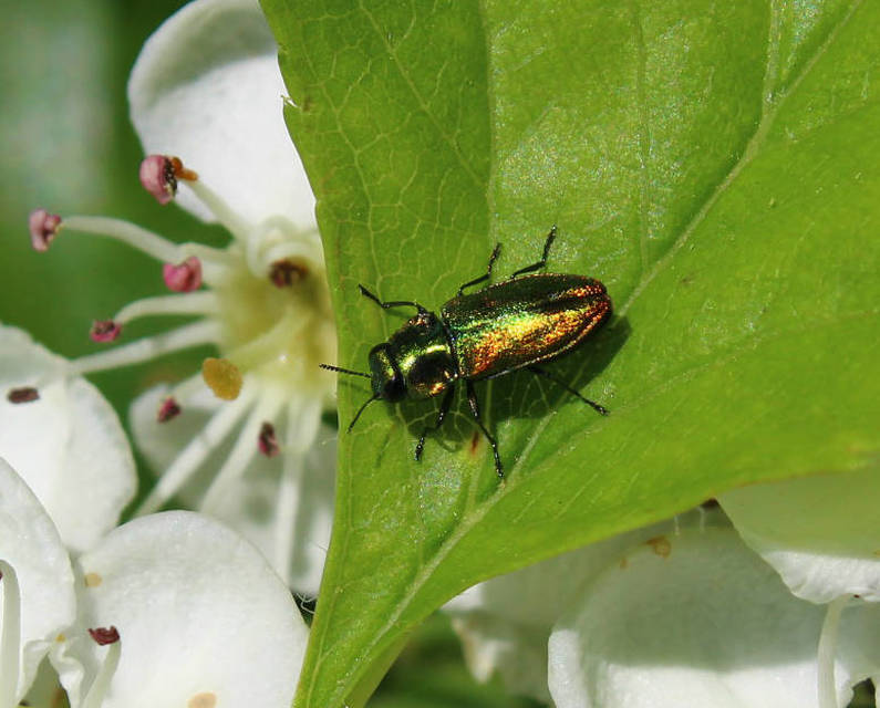 Anthaxia podolica - podóliai virágdíszbogár