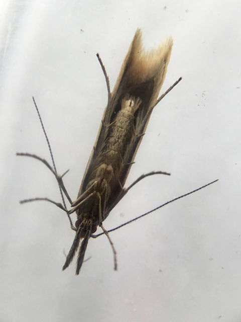 Pleurota