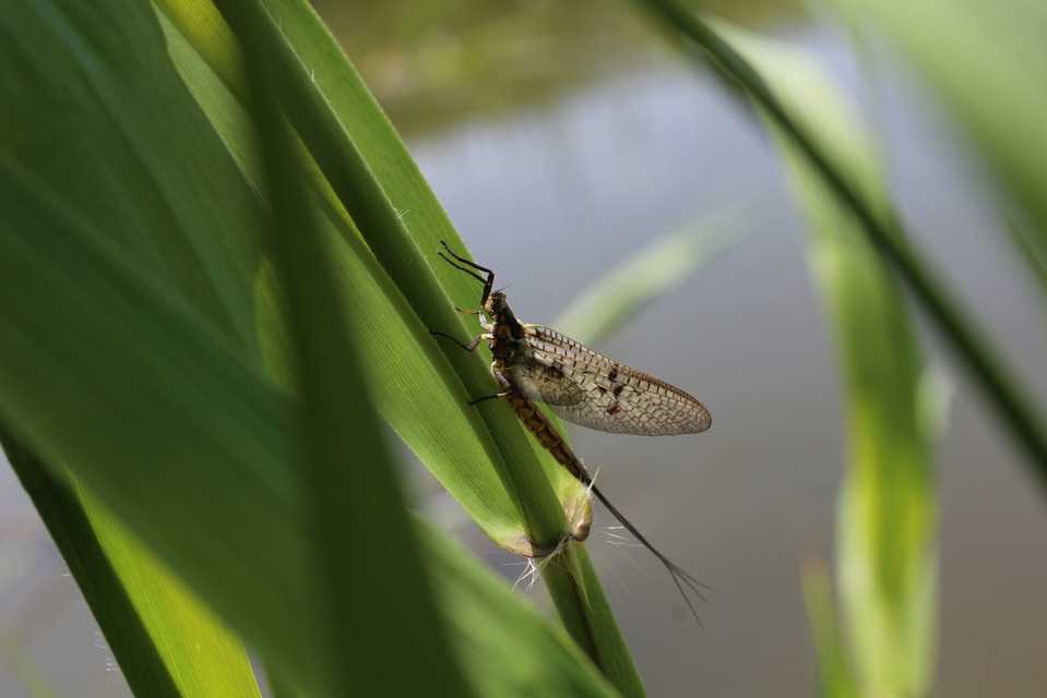 Ephemera vulgata - közönséges tarkakérész