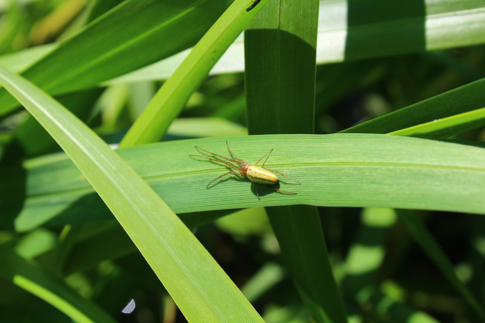 Tetragnatha