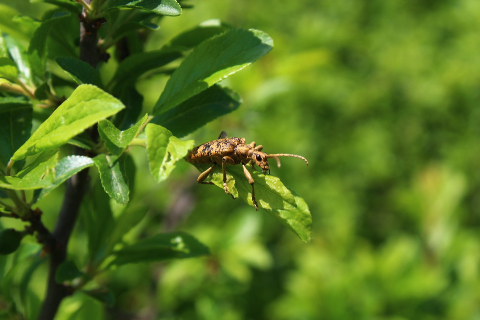 Rhagium sycophanta - tölgyes-tövisescincér