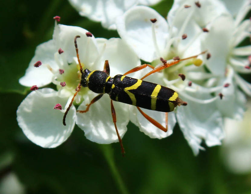 Clytus arietis - közönséges darázscincér
