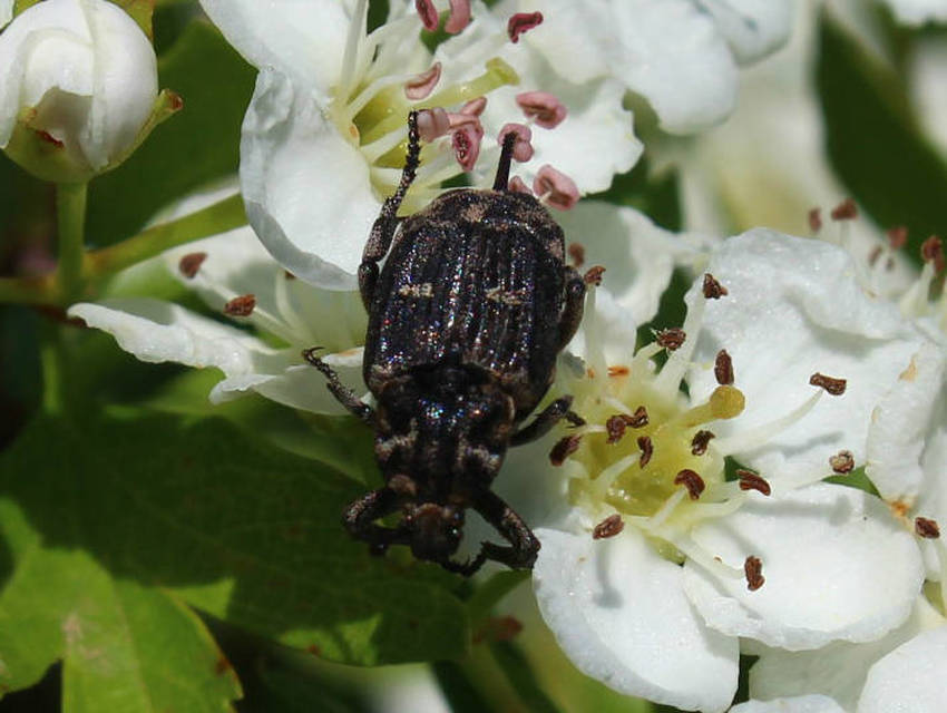 Valgus hemipterus - suta virágbogár