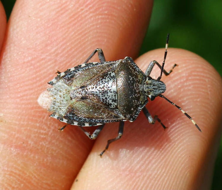 Rhaphigaster nebulosa - bencepoloska