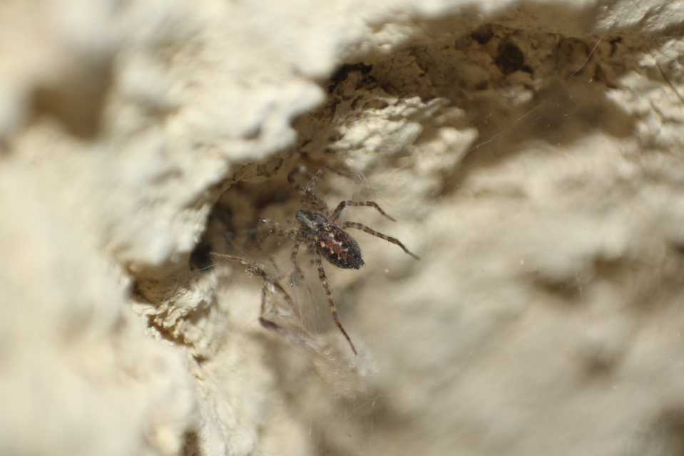 Tegenaria ferruginea - hegyi zugpók