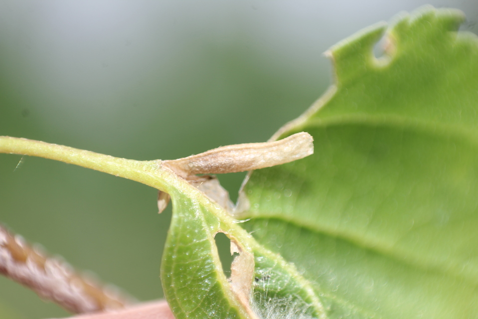 Coleophora