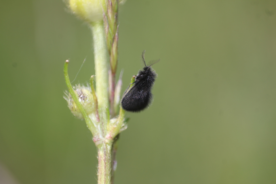 Epichnopterix plumella - ólomszürke zsákhordólepke