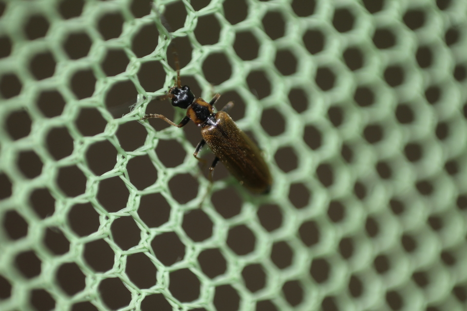 Rhagonycha nigriventris - feketecombú lágybogár Rhagonycha nigriventris - feketecombú lágybogár