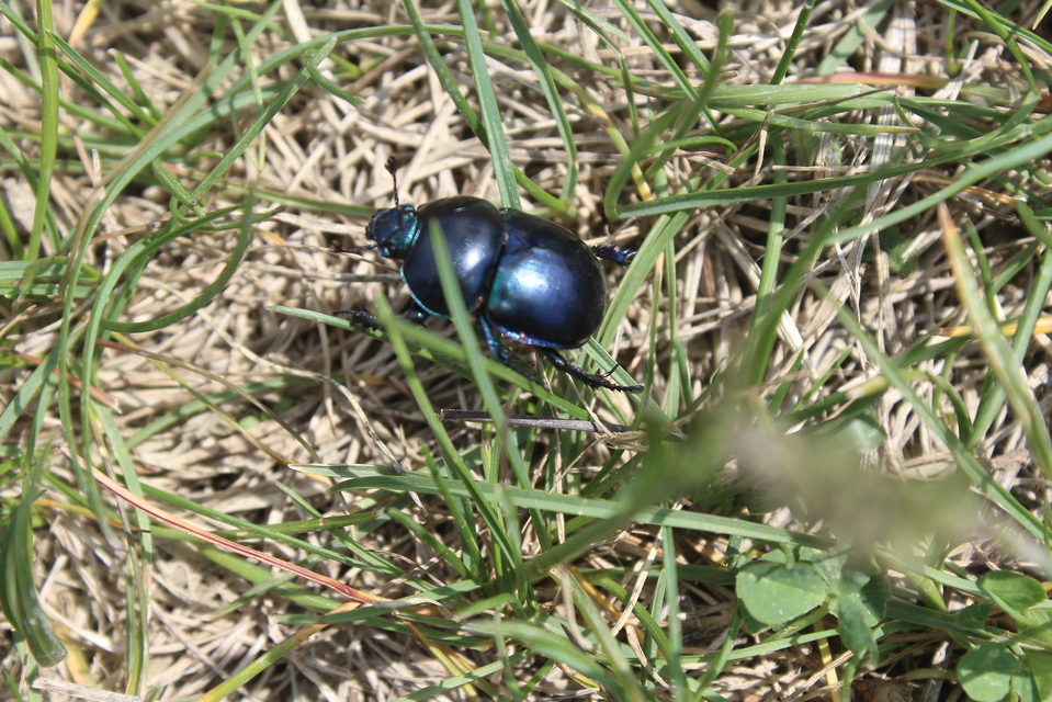 Trypocopris vernalis - tavaszi álganéjtúró