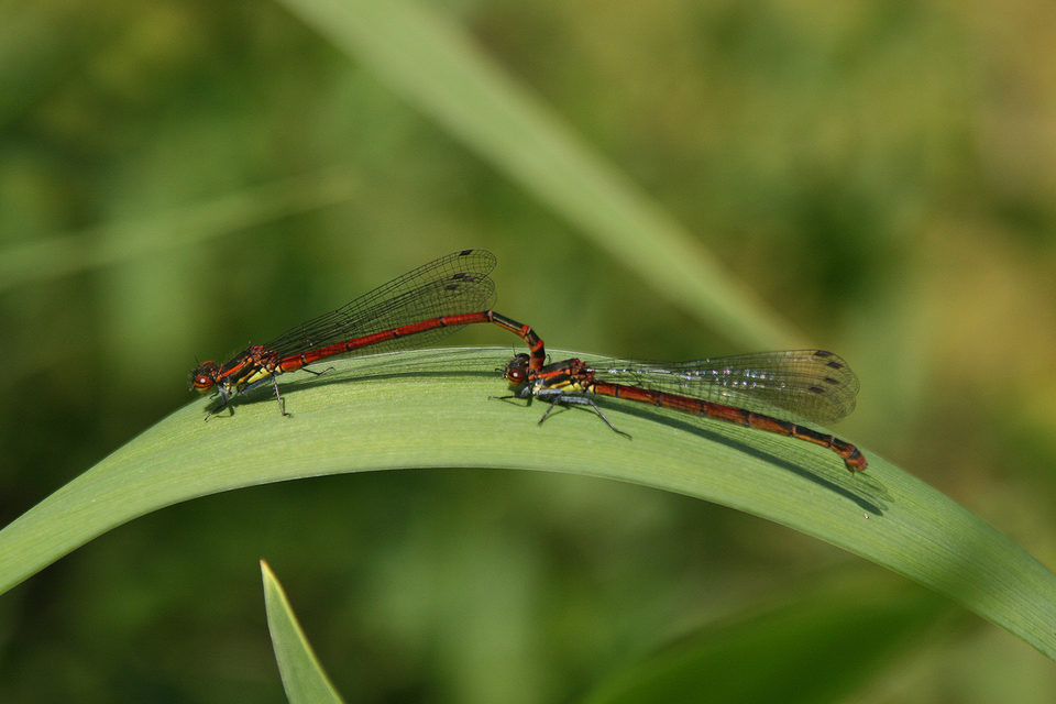 Pyrrhosoma nymphula interposita - vörös légivadász