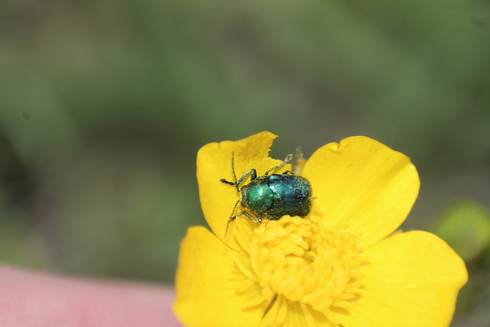 Cryptocephalus
