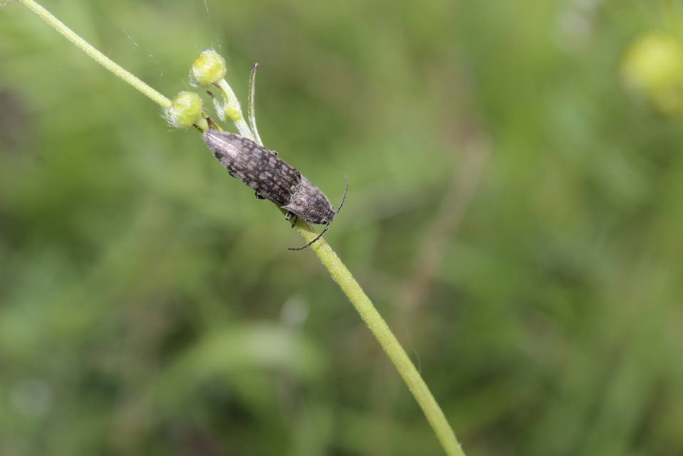 Actenicerus siaelandicus - márványos pattanó Actenicerus siaelandicus - márványos pattanó