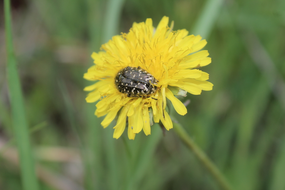 Oxythyrea funesta - sokpettyes virágbogár