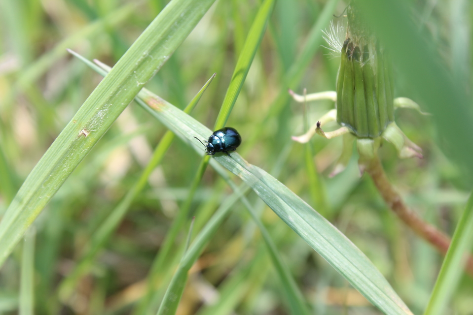 Phaedon cochleariae - vízitorma levélbogár