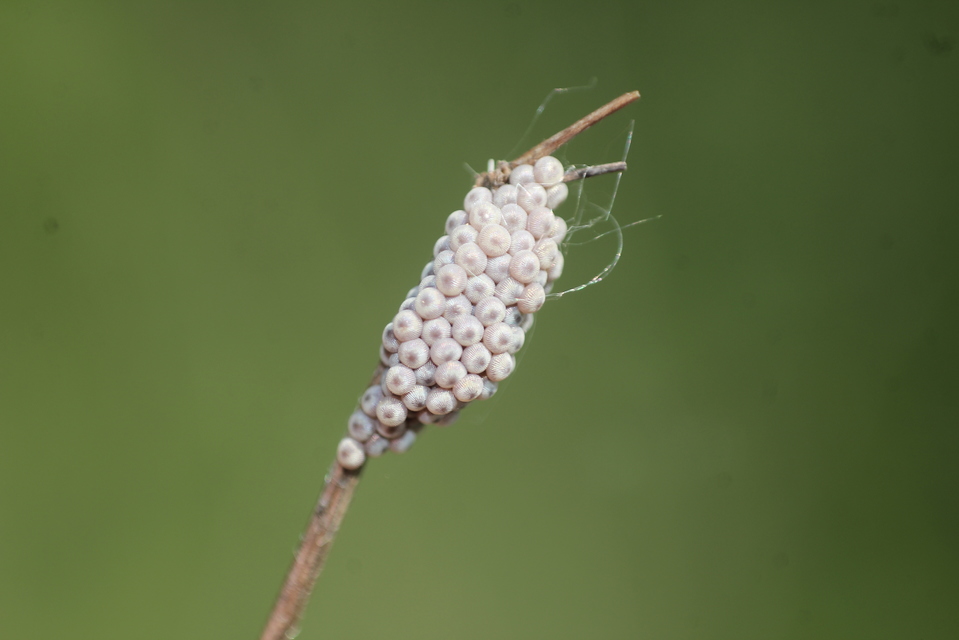 Egira conspicillaris - változékony szürkebagoly