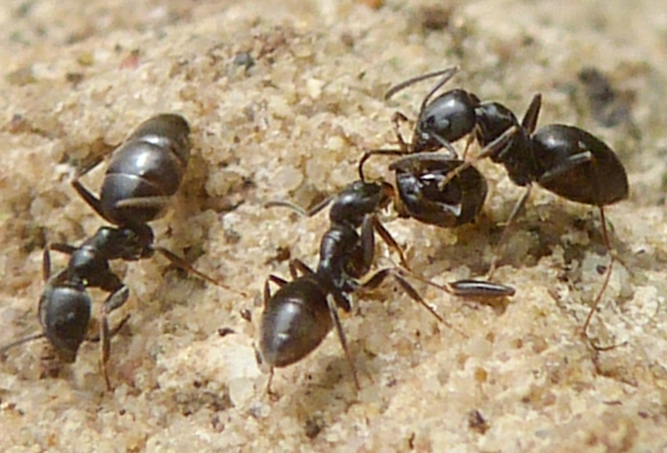 Tapinoma