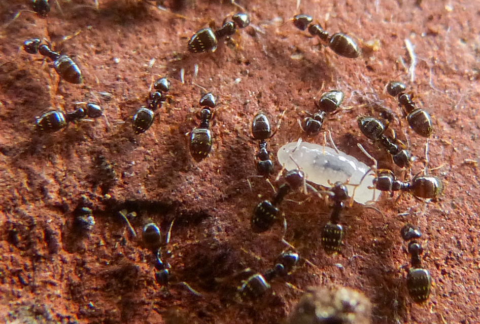 Plagiolepis