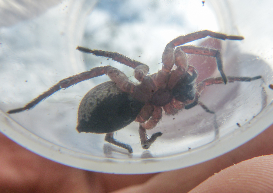 Alopecosa sulzeri