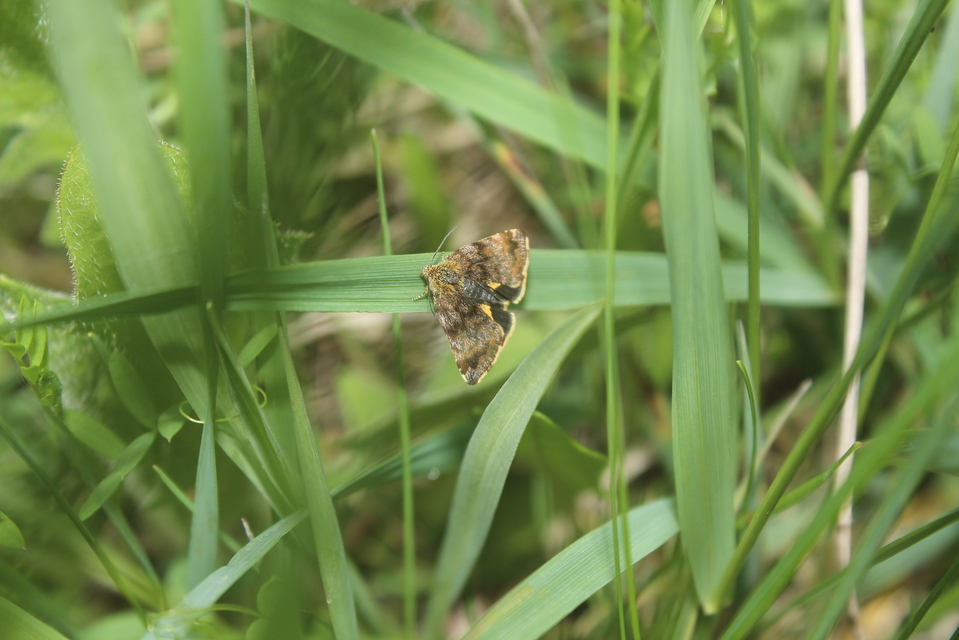 Panemeria tenebrata - apró sárgabagoly