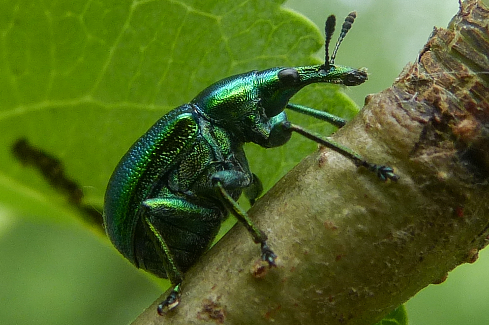 Byctiscus betulae - szőlő-levélsodró