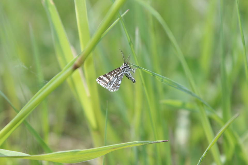 Narraga fasciolaria/tessularia