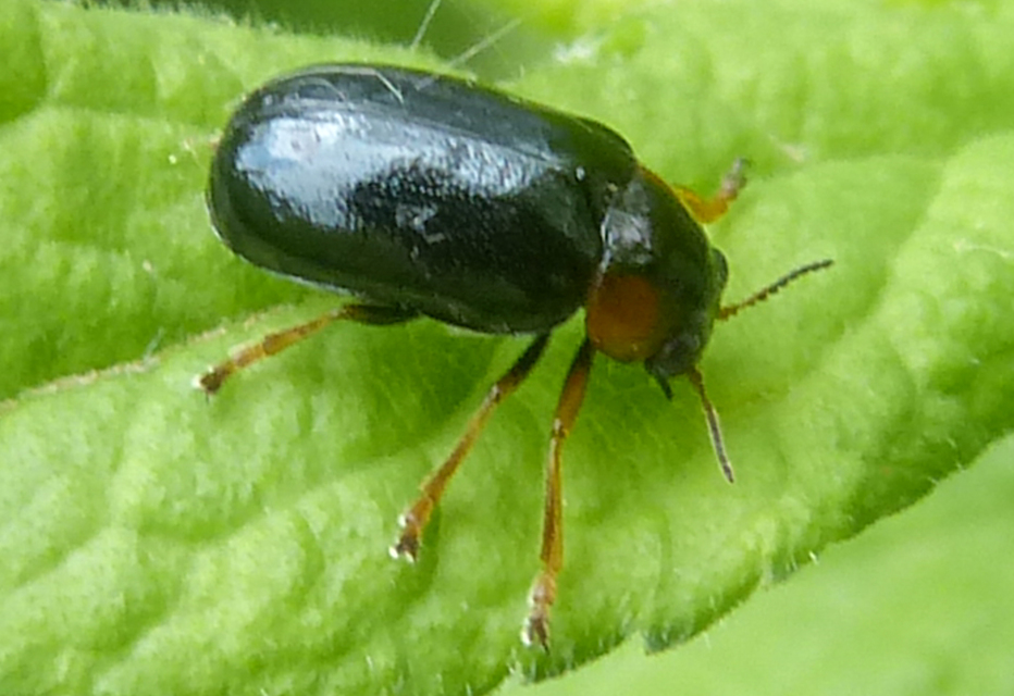 Smaragdina