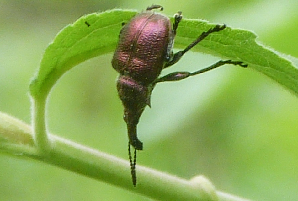 Rhynchites auratus - aranyos eszelény Rhynchites auratus - aranyos eszelény