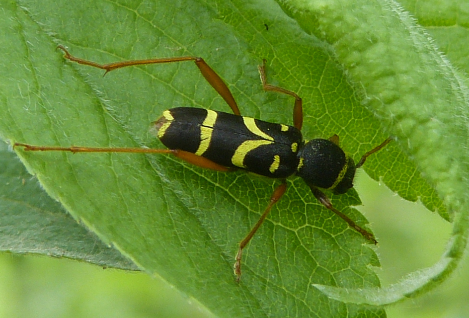 Clytus arietis - közönséges darázscincér