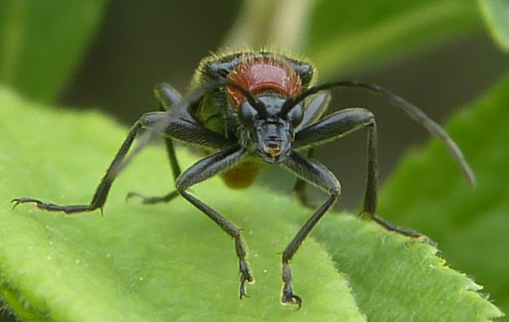 Dinoptera collaris - vörösnyakú virágcincér