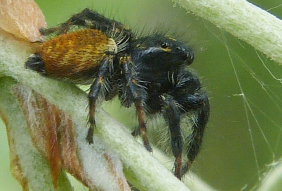 Carrhotus xanthogramma - rozsdás ugrópók