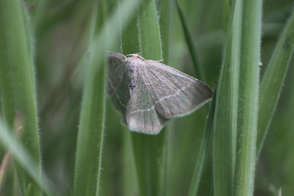 Chlorissa cloraria - sárgászöld araszoló